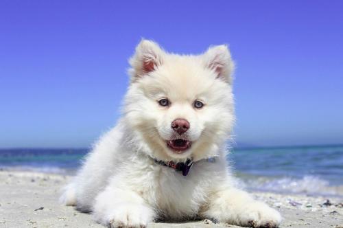 Dog Happiness