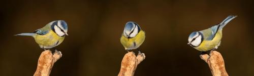 Birds