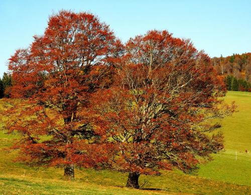 Trees